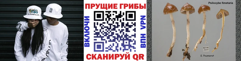 как найти   Раменское  MEGA ссылка  Галлюциногенные грибы Psilocybine cubensis 